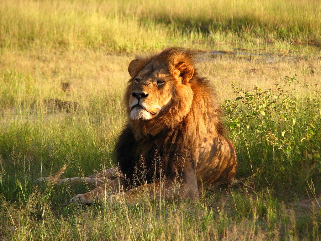 Cecil the lion Zimbabwe